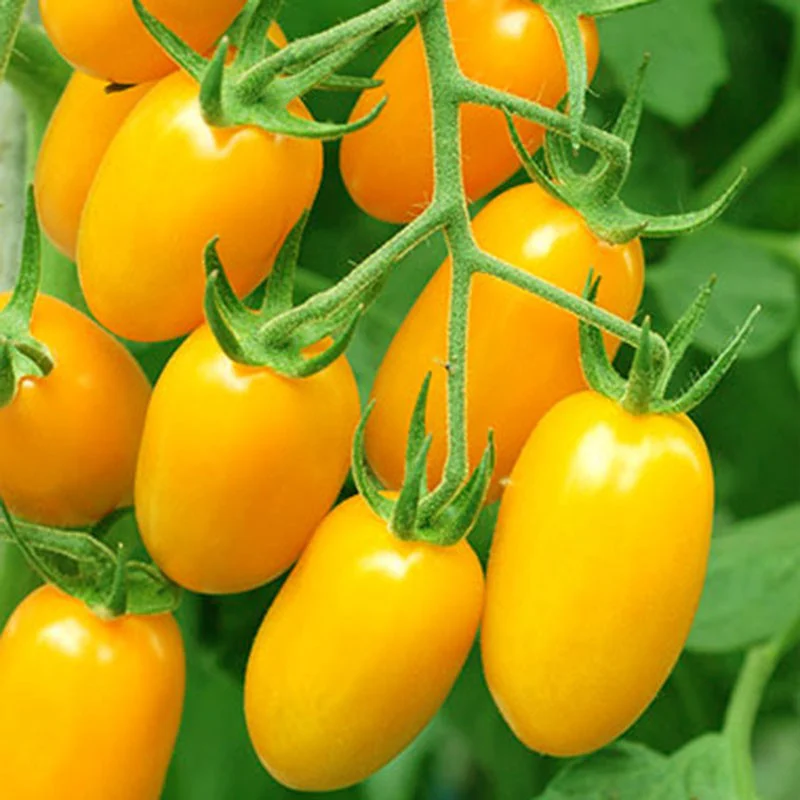 Cà chua nova vàng 500g