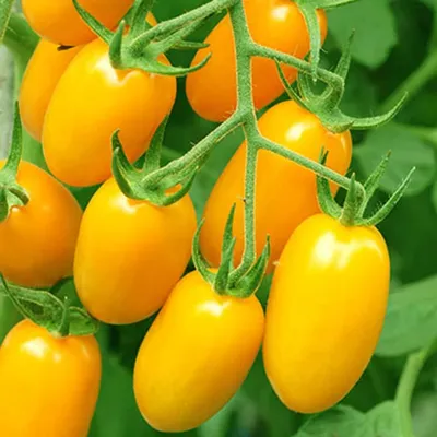 Cà chua nova vàng 500g