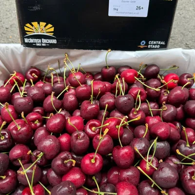 Cherry New Orchard