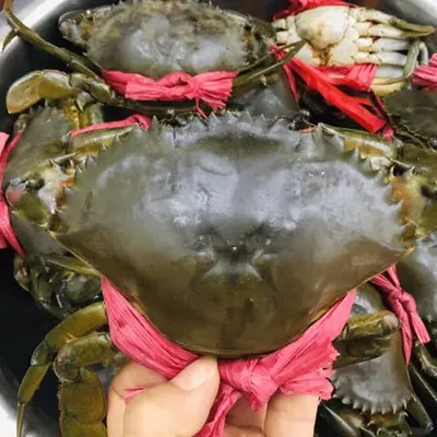Cua Thịt Y5 (2 con/kg)