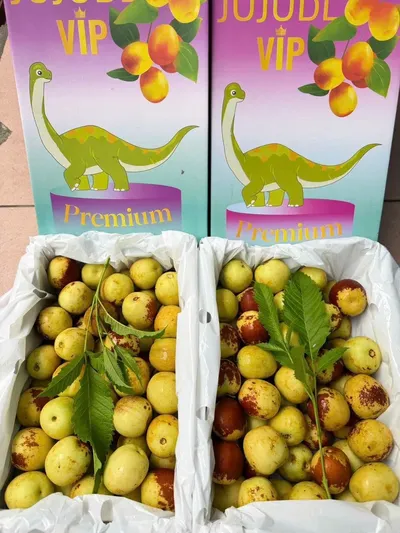 Táo tàu JUJUBE