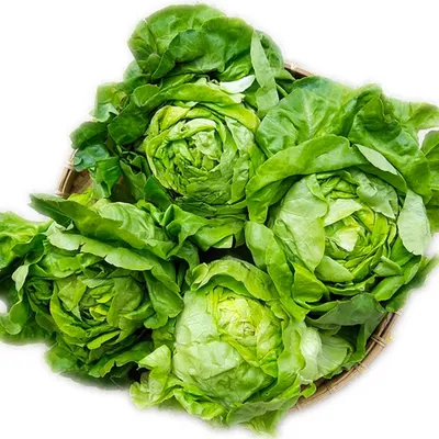 Xà lách búp mỡ 300g