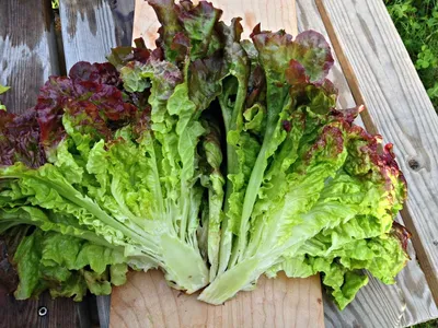 Xà lách romaine tím 300g