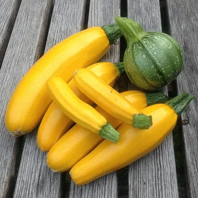 Bí Ngòi Vàng