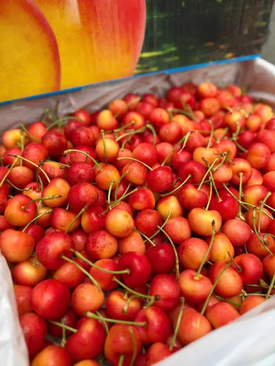 Cherry Vàng