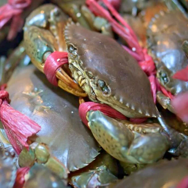 Cua thịt Y3 (3 con/kg)