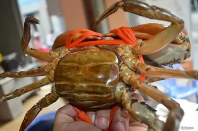 Cua Yếm Vuông (4-6 con/kg)