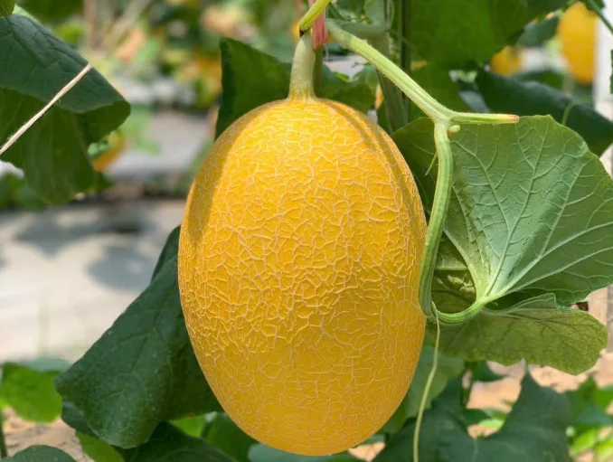 Dưa Lưới Huỳnh Long