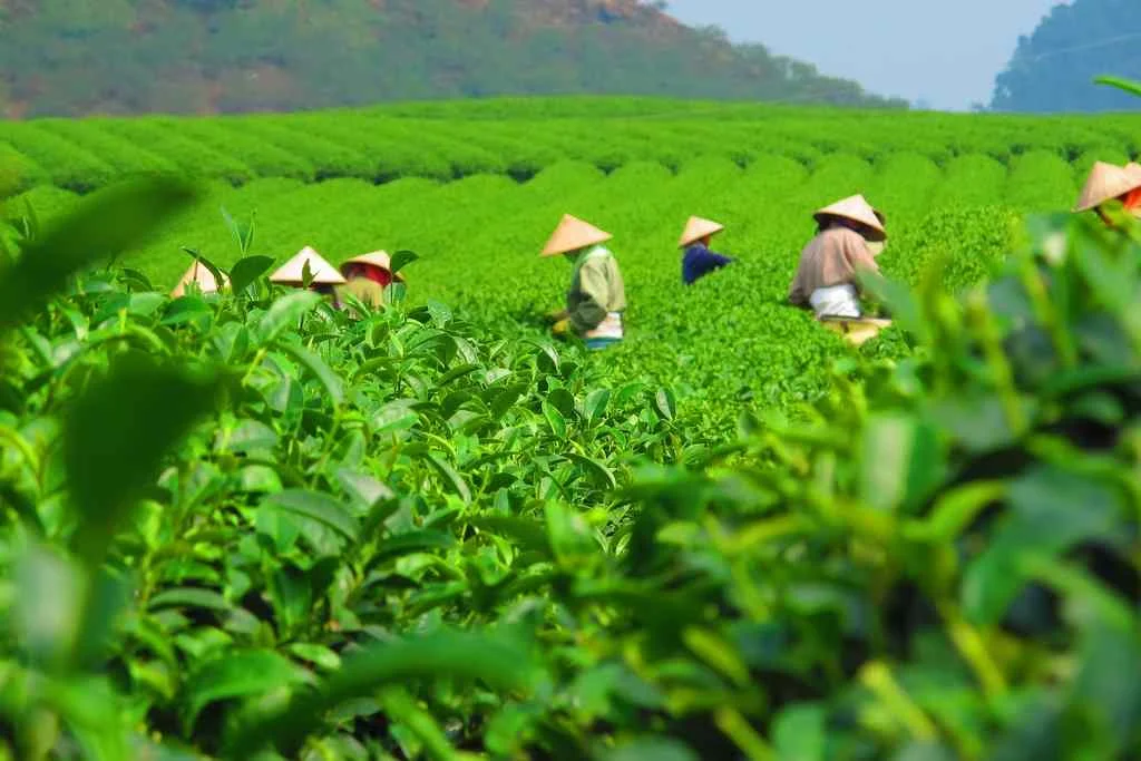 10 Công Dụng Của Trà Xanh Thái Nguyên Được Khoa Học Chứng Minh Năm 2026