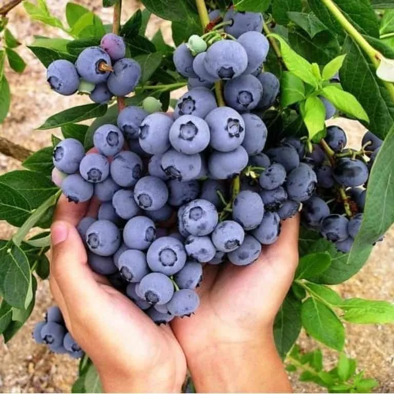 Việt Quất Mỹ – Siêu Quả Dinh Dưỡng Cho Sức Khỏe | Foody24h