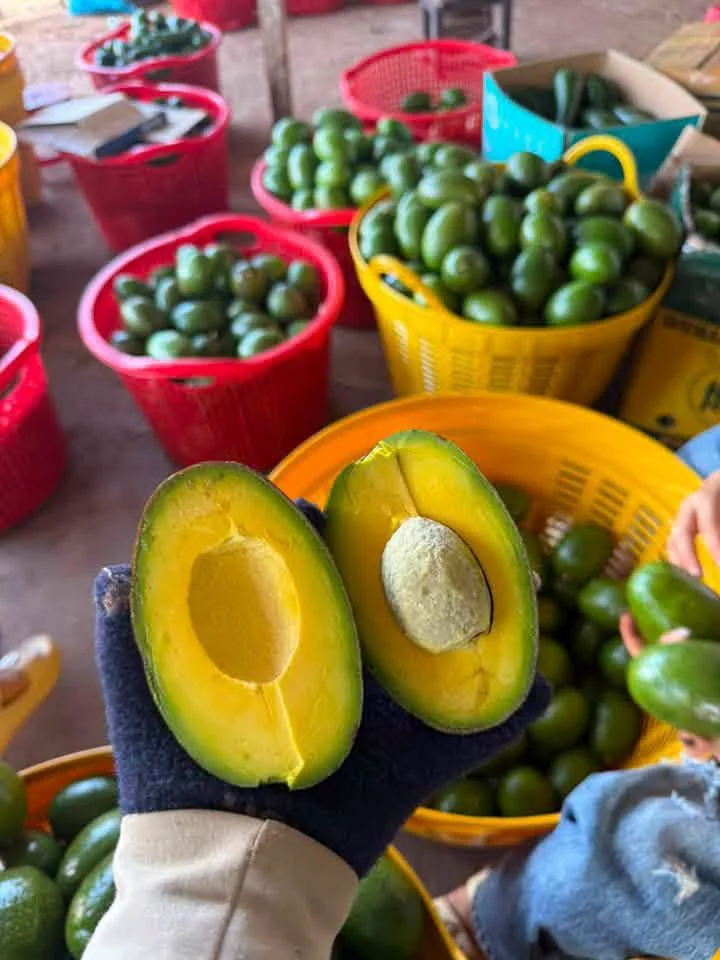 Bơ Cuba – Trái Bơ Nhập Khẩu Thơm Ngon, Béo Ngậy Đang "Gây Bão" Tại Foody24h