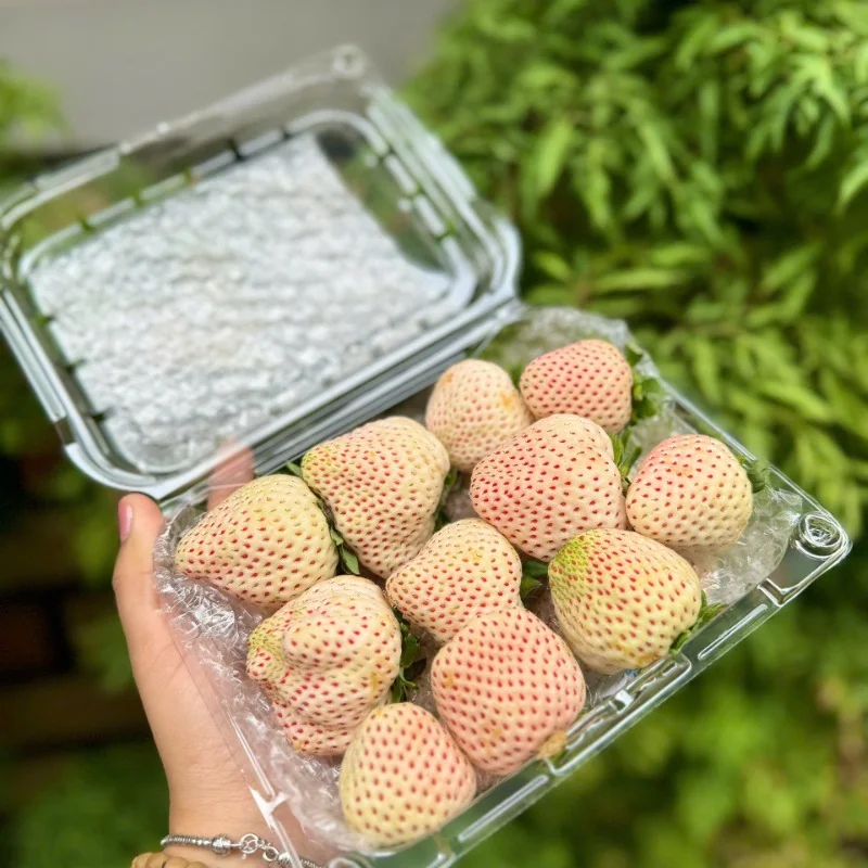 Giá Sầu Riêng Musang King Hôm Nay 4/9/2026 – Cập Nhật Mới Nhất Tại TPHCM