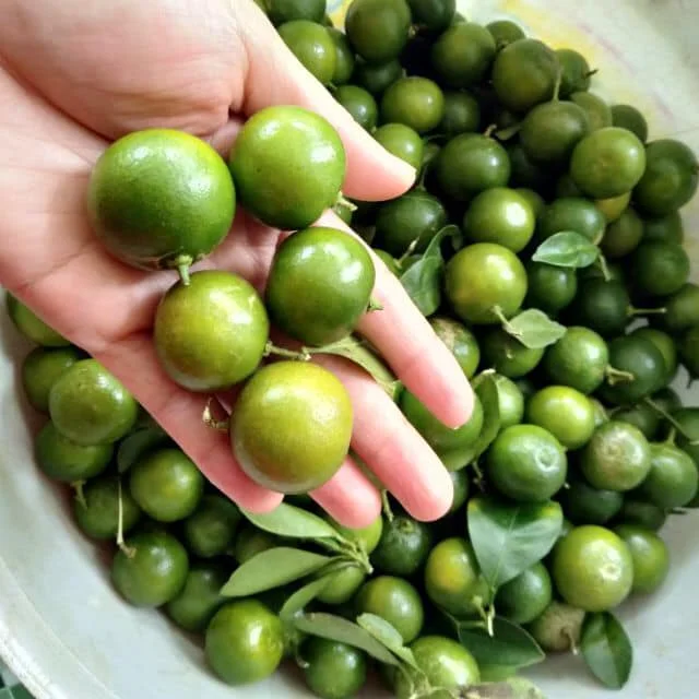 Trái Tắc (Quất) – 7 Lợi Ích Sức Khỏe Vàng Bạn Không Ngờ Tới