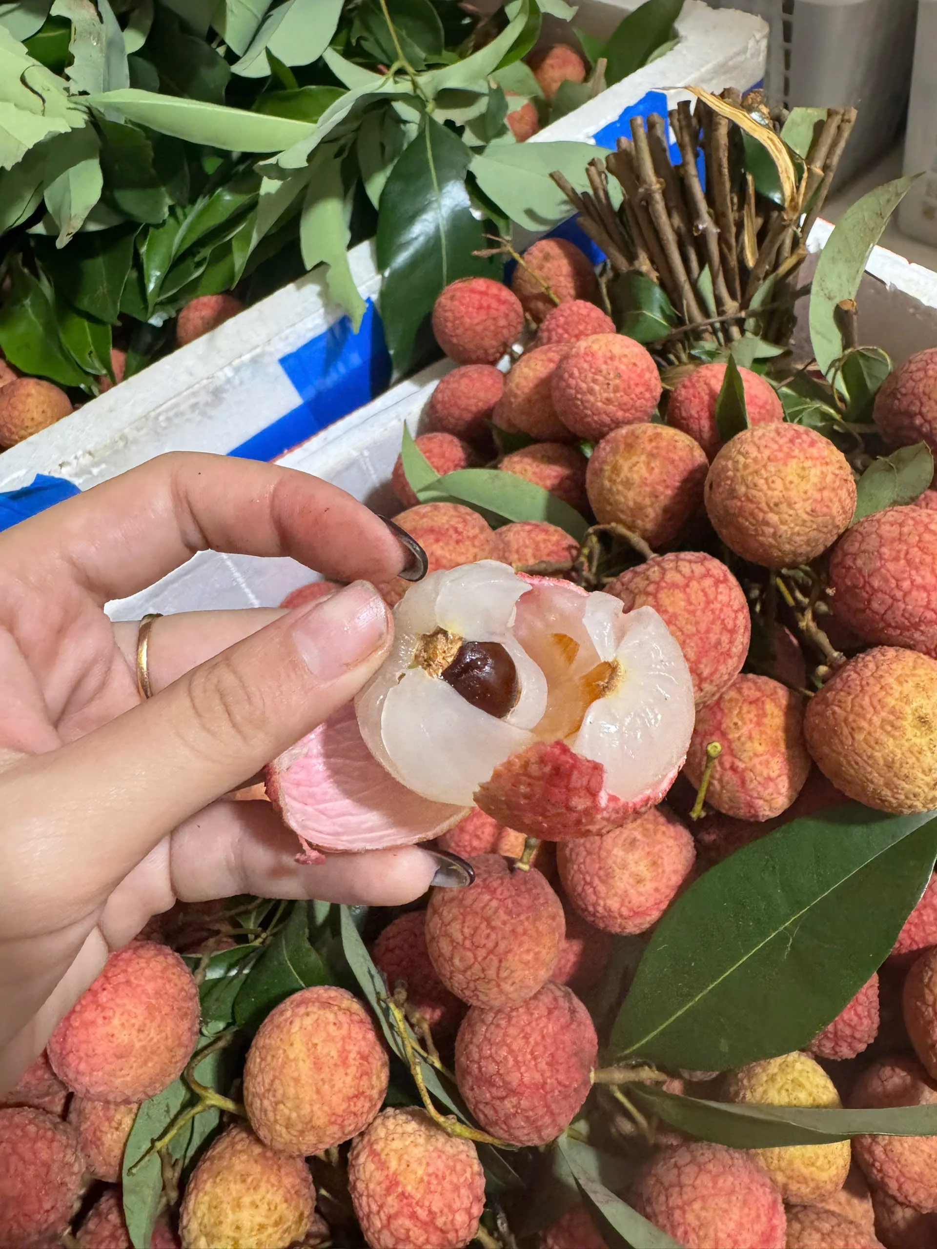 Vải Thiều – Lợi Ích Sức Khỏe Tuyệt Vời Từ Loại Quả "Vàng" Mùa Hè