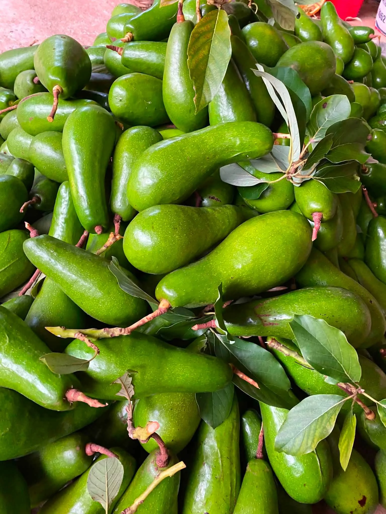 Bơ Đà Lạt – Đặc Sản Vùng Cao, Giá Hôm Nay & Nơi Mua Tươi Ngon Tại HCM