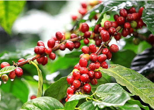 Giá Cà Phê Hôm Nay Tháng 7/2025 – Robusta, Arabica, Cà Phê Nhân Xô Mới Nhất