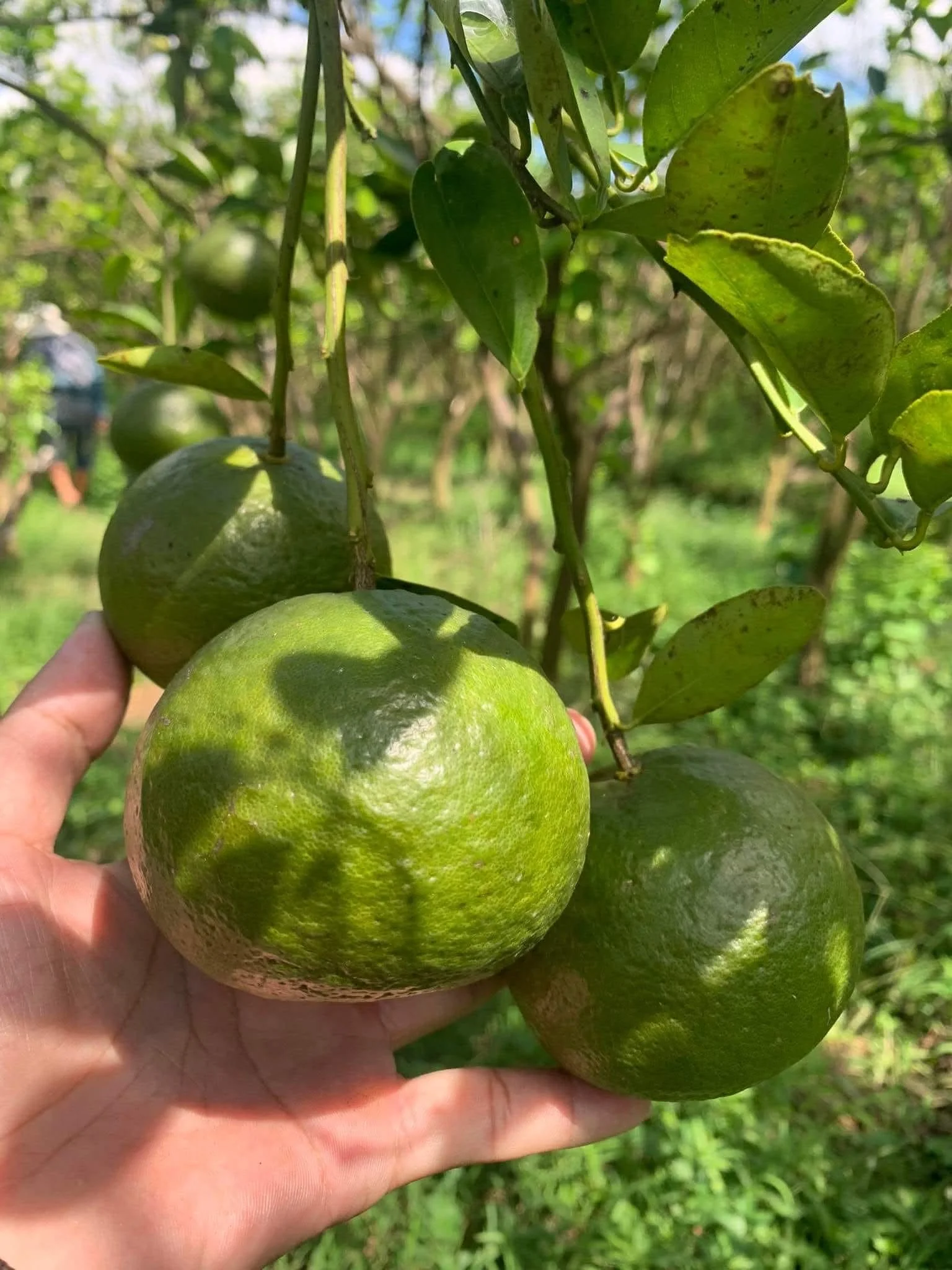 Kỹ Thuật Trồng Cam Sành Đúng Chuẩn – Chăm Sóc, Thu Hoạch & Xử Lý Vàng Lá Greening