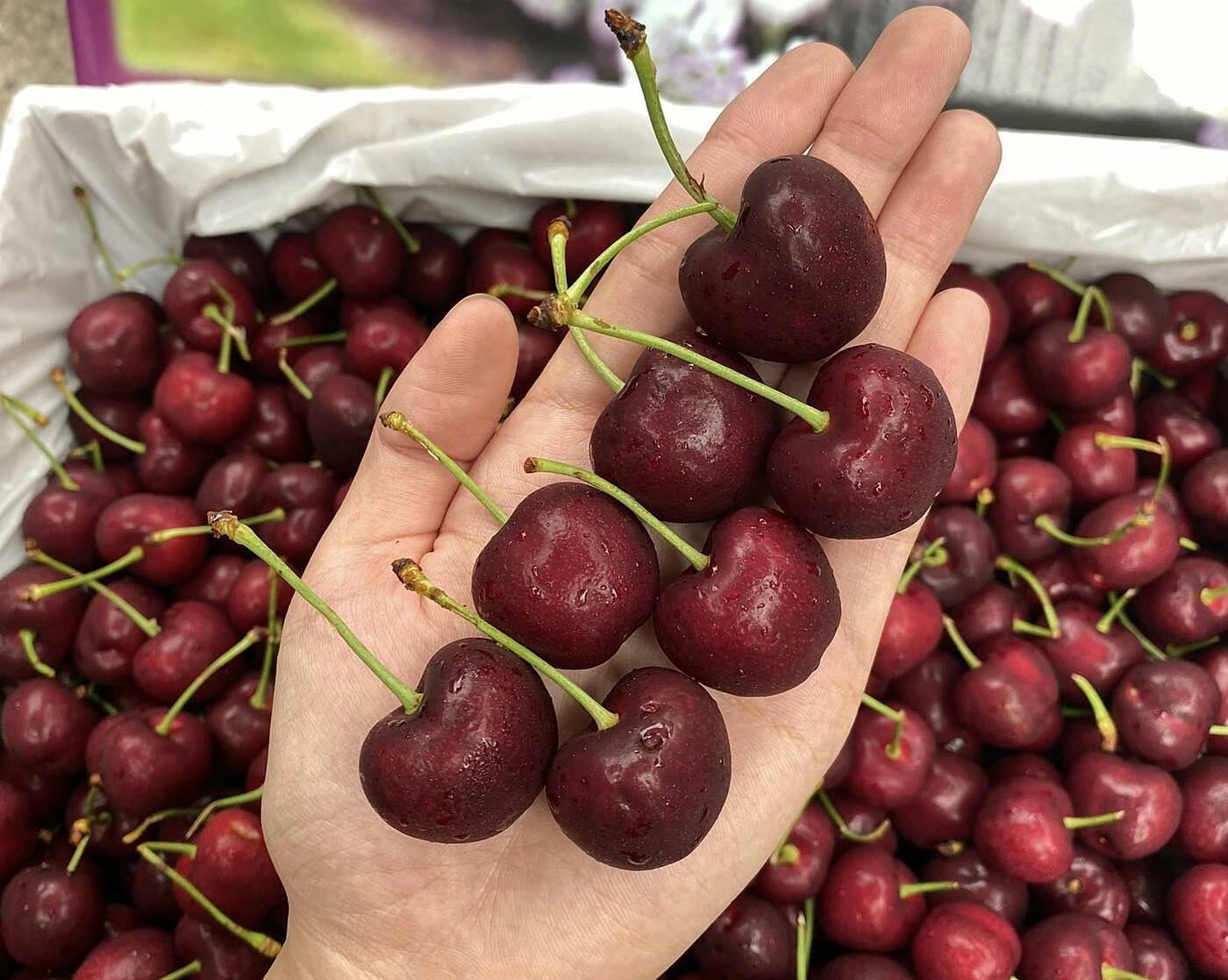 Cherry Mỹ Giá Bao Nhiêu? Cập Nhật Giá Tháng 7/2026