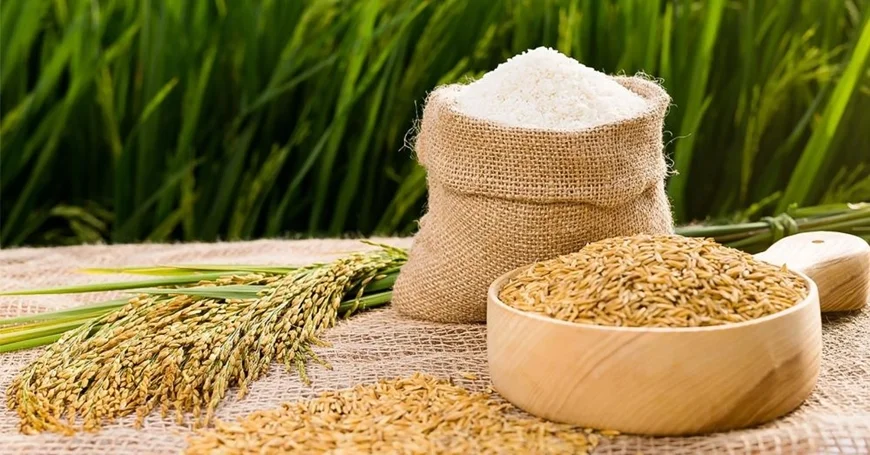Giá Gạo Xuất Khẩu Hôm Nay 18/7/2026 – Cập Nhật ST25, Jasmine & Lúa ĐBSCL