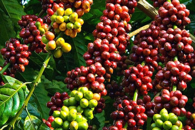 Giá Cà Phê Hôm Nay 11/7/2026 – Cập Nhật Robusta, Arabica & Cà Phê Nhân Xô Mới Nhất