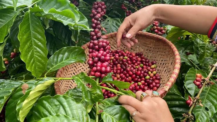 Giá Cà Phê Hôm Nay 2025 – Robusta, Arabica, Nhân Xô & Xuất Khẩu Mới Nhất
