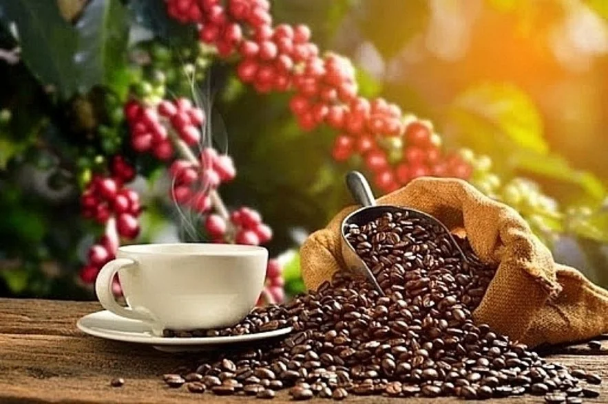 Giá Cà Phê Hôm Nay 21/7/2026 – Robusta, Arabica, Nhân Xô Bao Nhiêu?