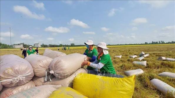 Giá Gạo Xuất Khẩu Hôm Nay 16/7/2026 – Cập Nhật Giá Lúa Gạo ST25, Jasmine Mới Nhất