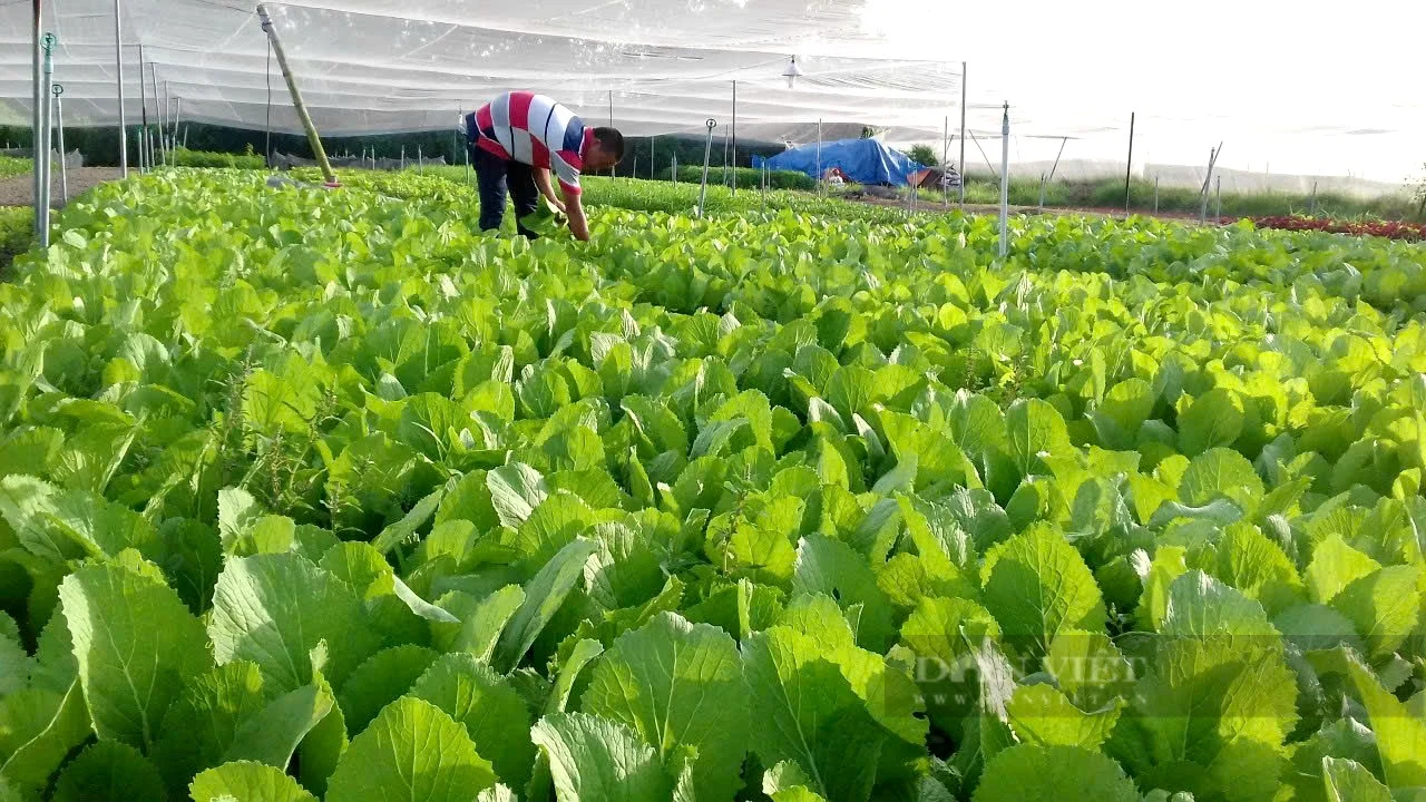 Hợp Tác Xã Nông Nghiệp & Liên Kết Chuỗi Giá Trị: Con Đường Nông Dân Làm Giàu Bền Vững