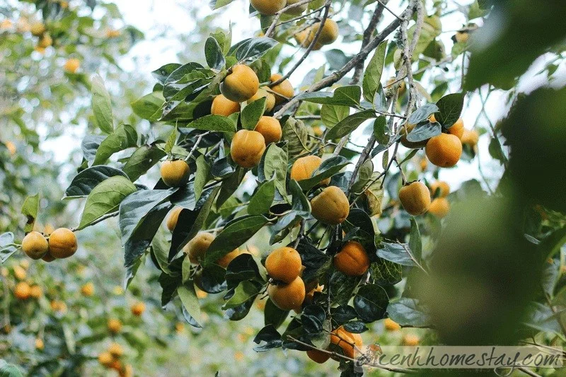 Hồng Giòn Đà Lạt – Đặc Sản Vùng Cao Nguyên, Giá Hôm Nay & Nơi Mua Uy Tín