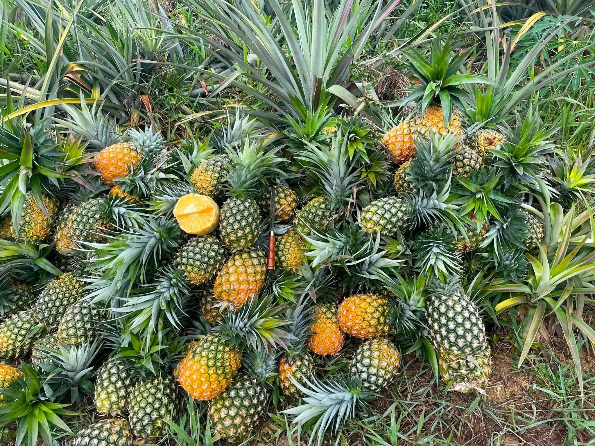 Kỹ Thuật Trồng Dứa Thơm (Queen & Cayen): Từ A-Z Cho Năng Suất Cao