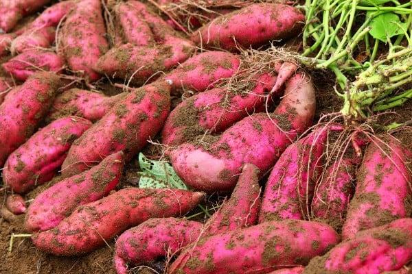 Giá Khoai Lang, Khoai Tây Tháng 7/2026 – Bảng Giá Thị Trường Mới Nhất