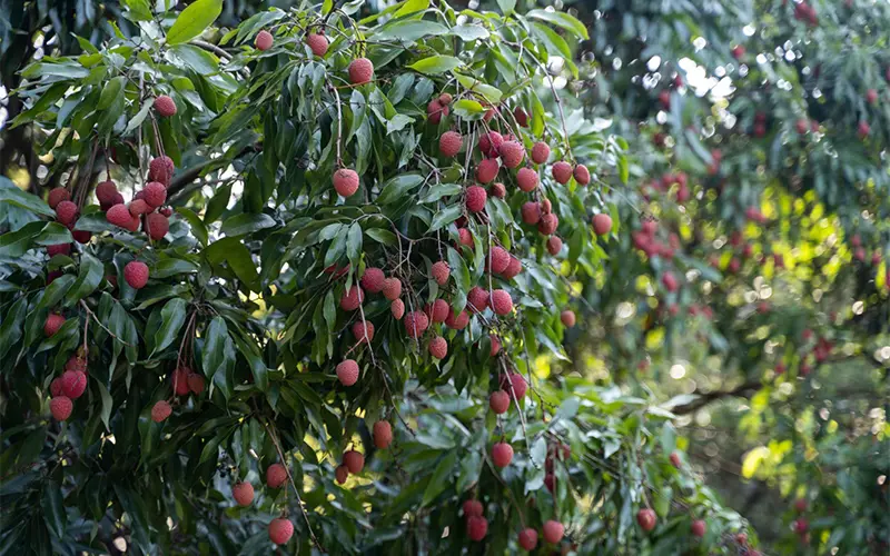 Kỹ Thuật Trồng Vải Thiều Lục Ngạn: Chăm Sóc, Xử Lý Ra Hoa & Bảo Quản Sau Thu Hoạch
