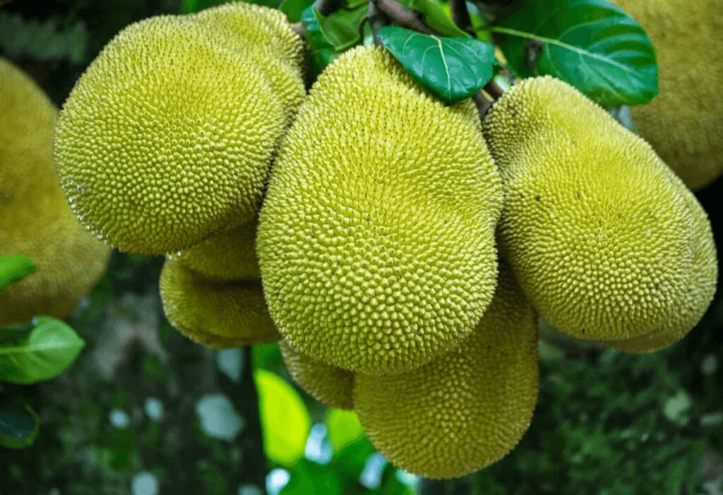 Kỹ Thuật Trồng Mít Thái Siêu Sớm – Chăm Sóc & Thu Hoạch Đúng Cách Cho Năng Suất Cao