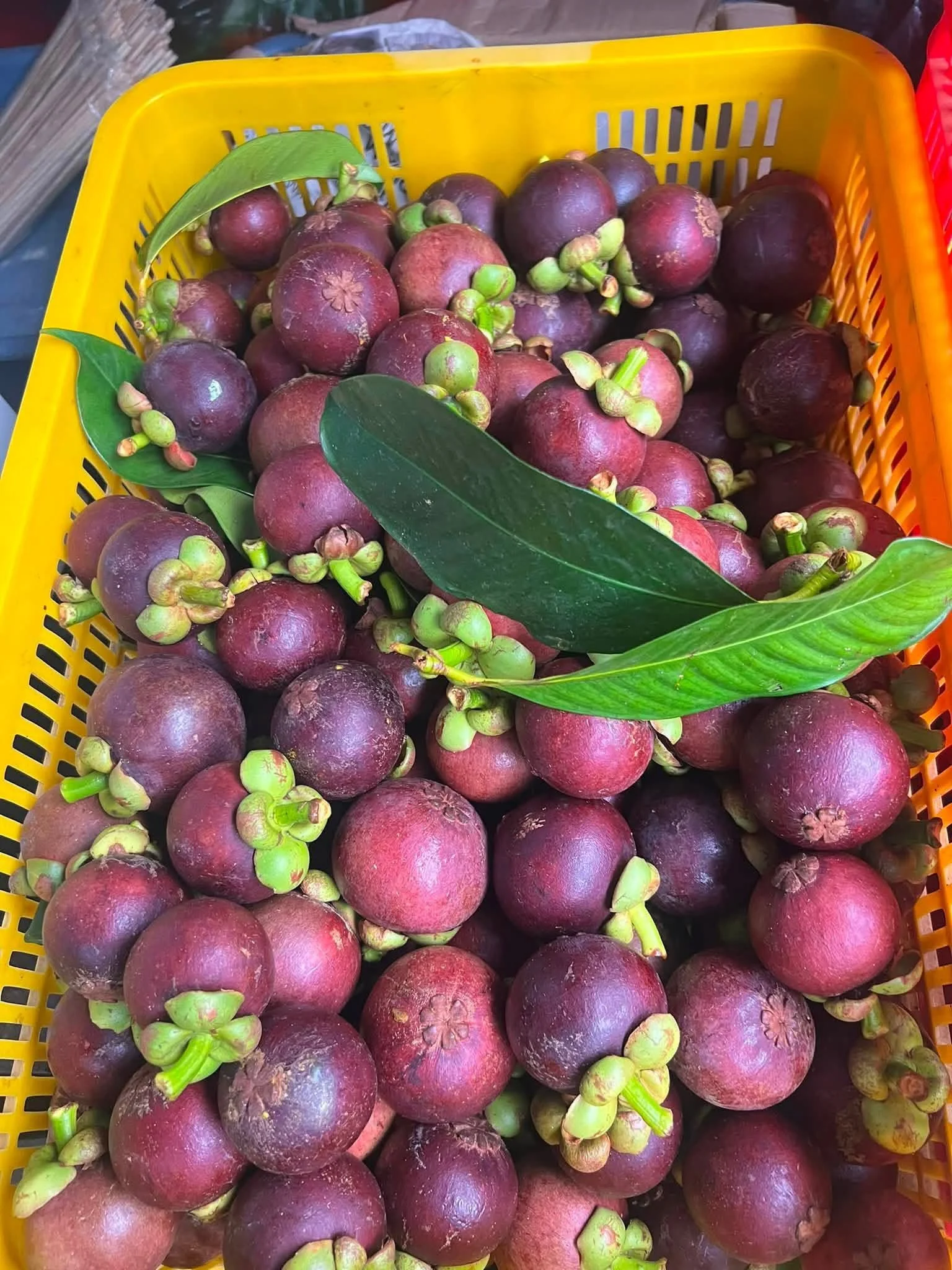 Kỹ Thuật Trồng Măng Cụt Đúng Chuẩn – Chăm Sóc & Thu Hoạch Hiệu Quả Cao
