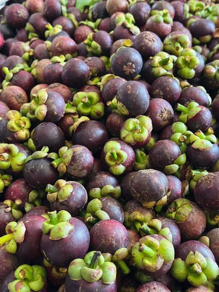 Kỹ Thuật Trồng Măng Cụt Đúng Cách – Chăm Sóc & Thu Hoạch Hiệu Quả