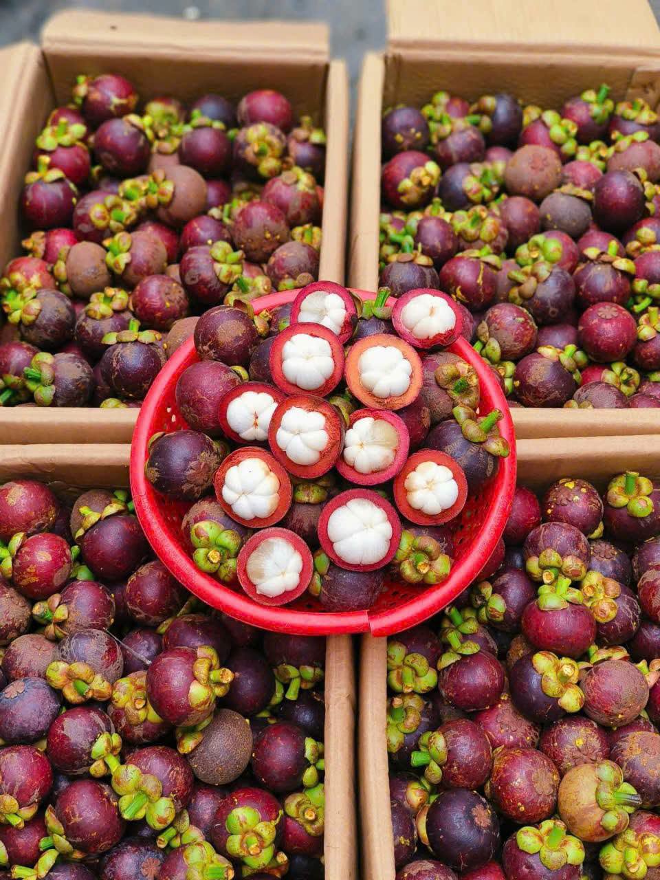 Lễ Hội Trái Cây Suối Tiên & Bình Dương – Thiên Đường Nông Sản Việt Không Thể Bỏ Lỡ