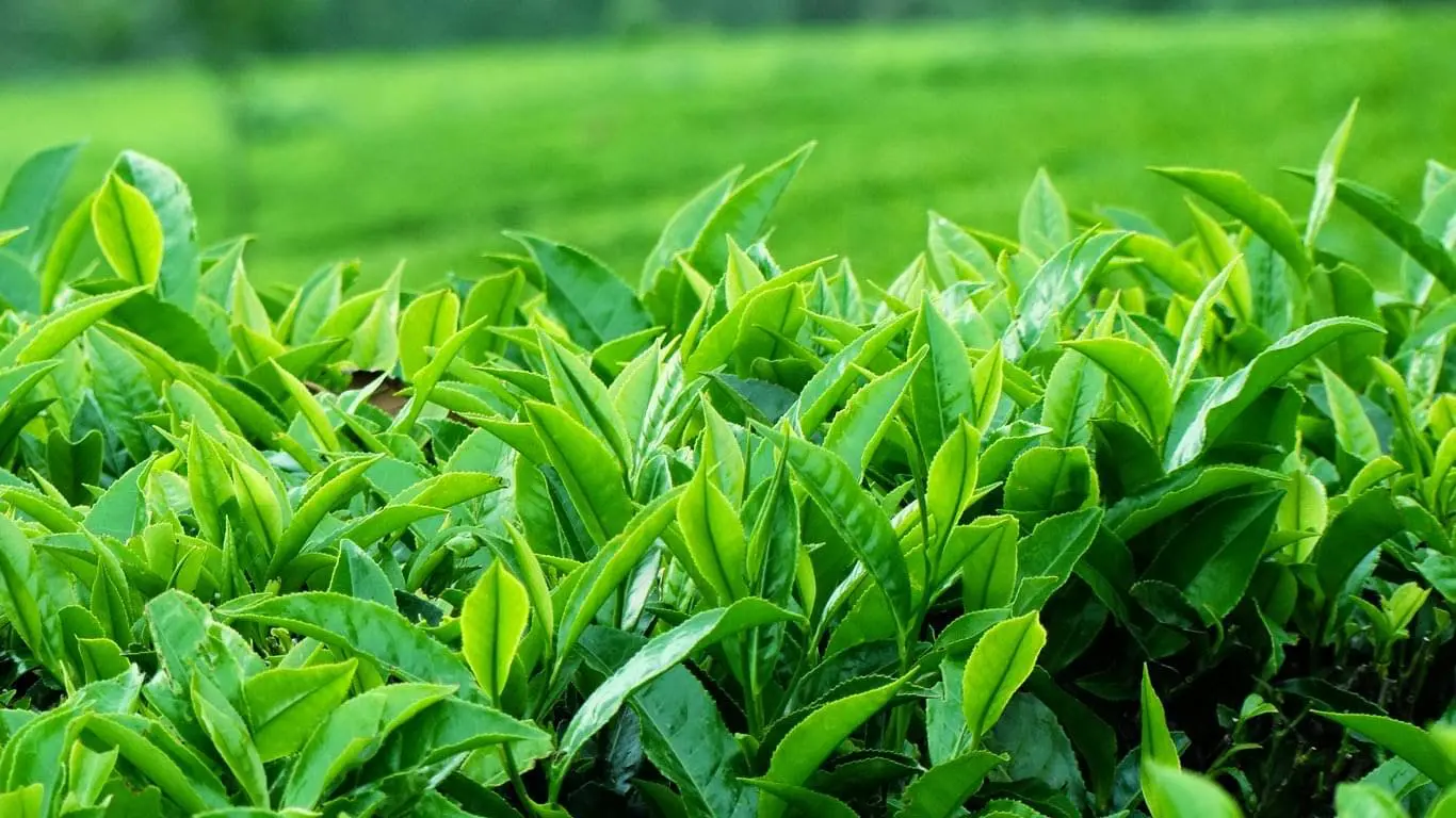 Cách Pha Trà Thái Nguyên Đúng Chuẩn Nghệ Nhân — Nhiệt Độ, Thời Gian Và 7 Bí Quyết Vàng