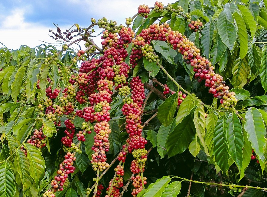 Giá Cà Phê Hôm Nay Tháng 7/2025 – Robusta, Arabica & Cà Phê Nhân Xô Mới Nhất