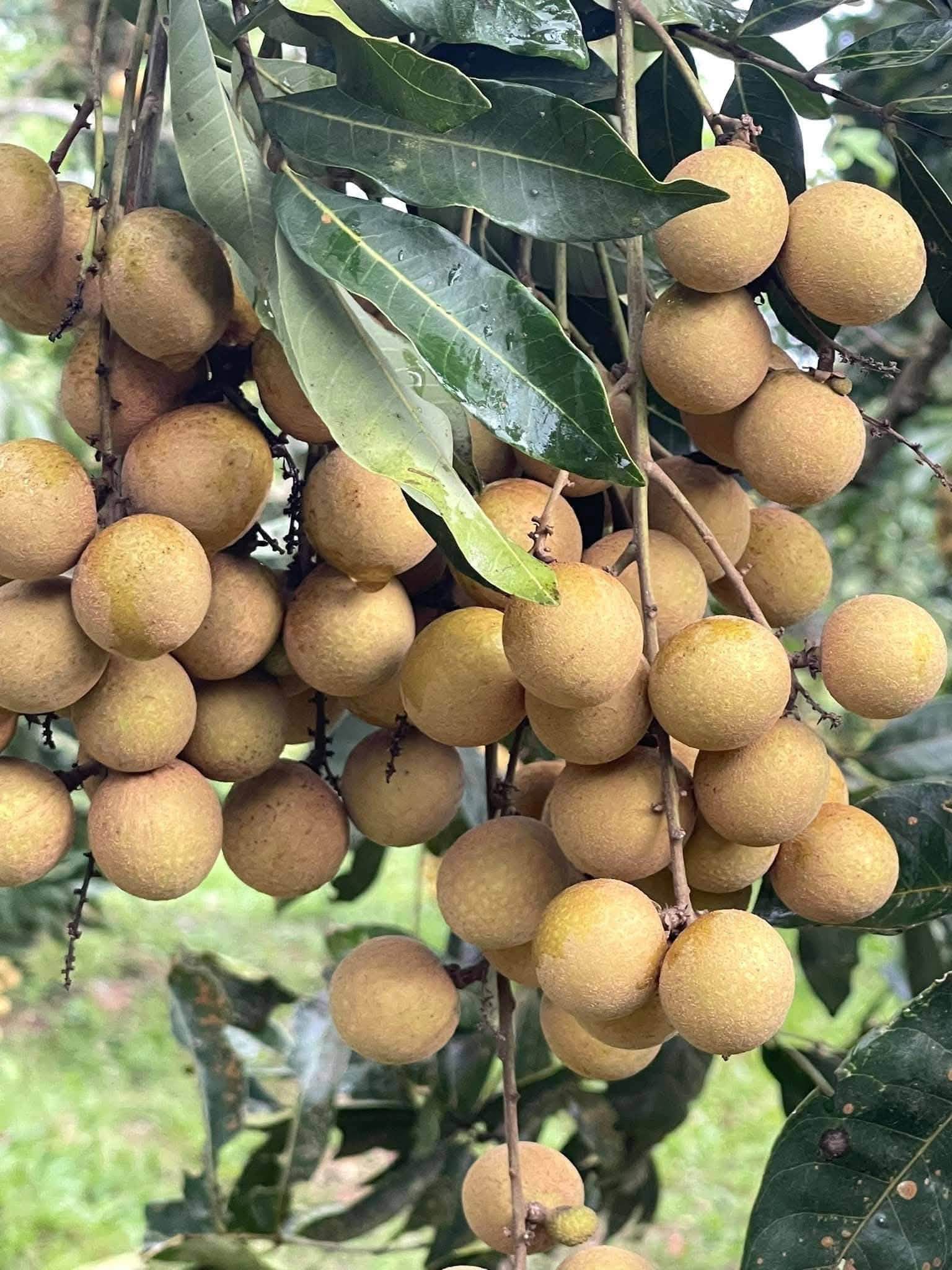 Kỹ Thuật Trồng Nhãn Idor, Nhãn Tiêu Da Bò & Xử Lý Ra Hoa Đạt Năng Suất Cao