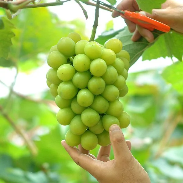Top 10 Trái Cây Nhập Khẩu Được Yêu Thích Nhất Tại Việt Nam (Cập Nhật 2026)