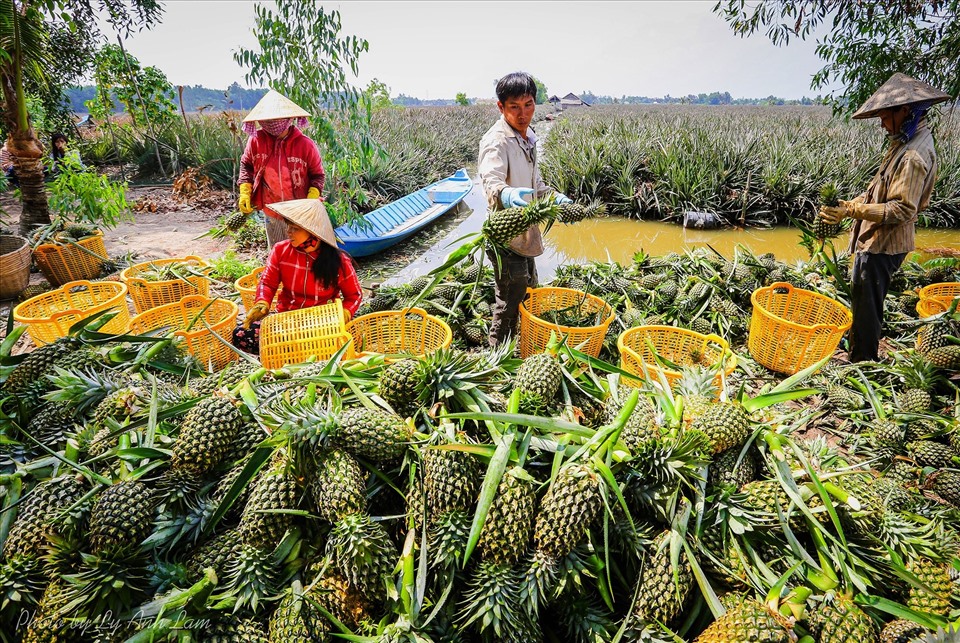 Xuất Khẩu Nông Sản Việt Nam: Cơ Hội Vàng Và Thách Thức Trên Thị Trường EU, Mỹ, Trung Quốc