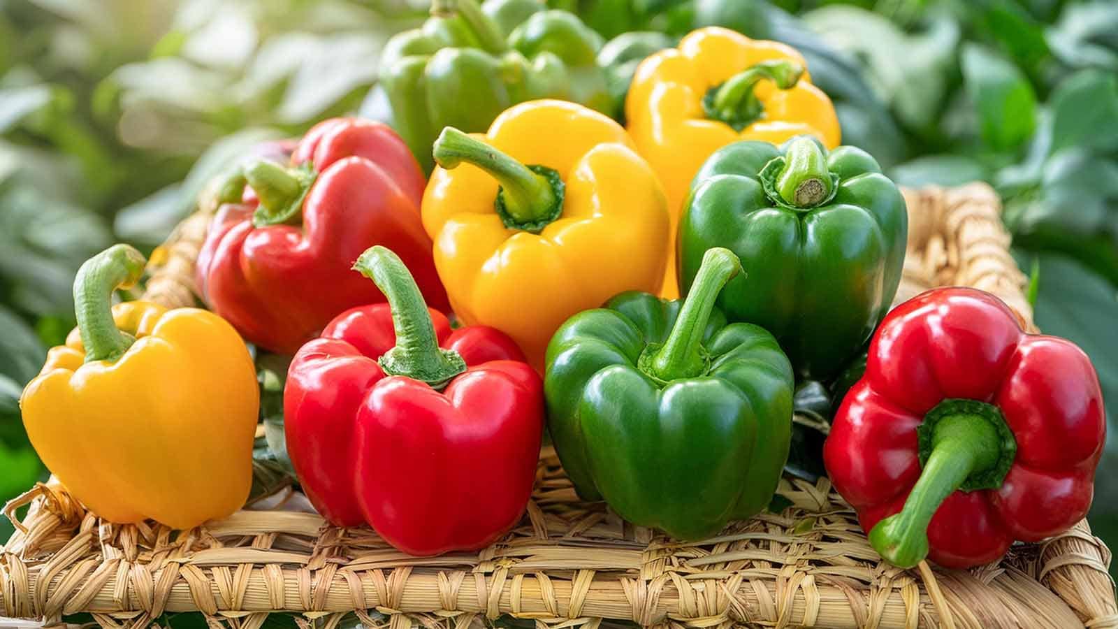 Ớt Chuông Đỏ, Vàng, Xanh, Tím Đà Lạt: Loại Nào Ngon Nhất? So Sánh Toàn Diện