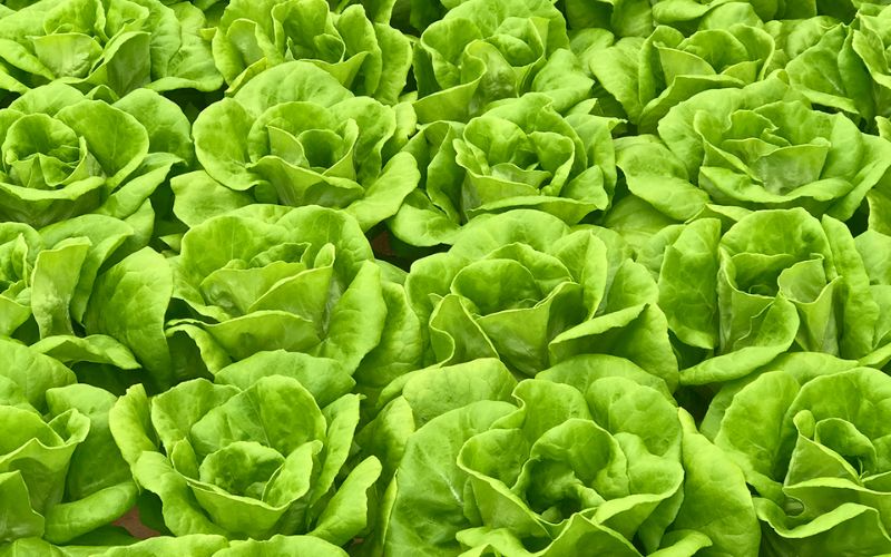Rau Sạch Đà Lạt – Đặc Sản Vùng Cao Nguyên Tươi Ngon Giao Tận Nhà HCM