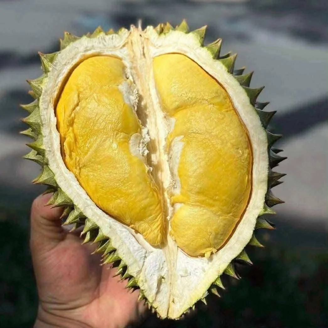 Giá Sầu Riêng Musang King Hôm Nay 4/9/2026 – Cập Nhật Mới Nhất Tại TPHCM