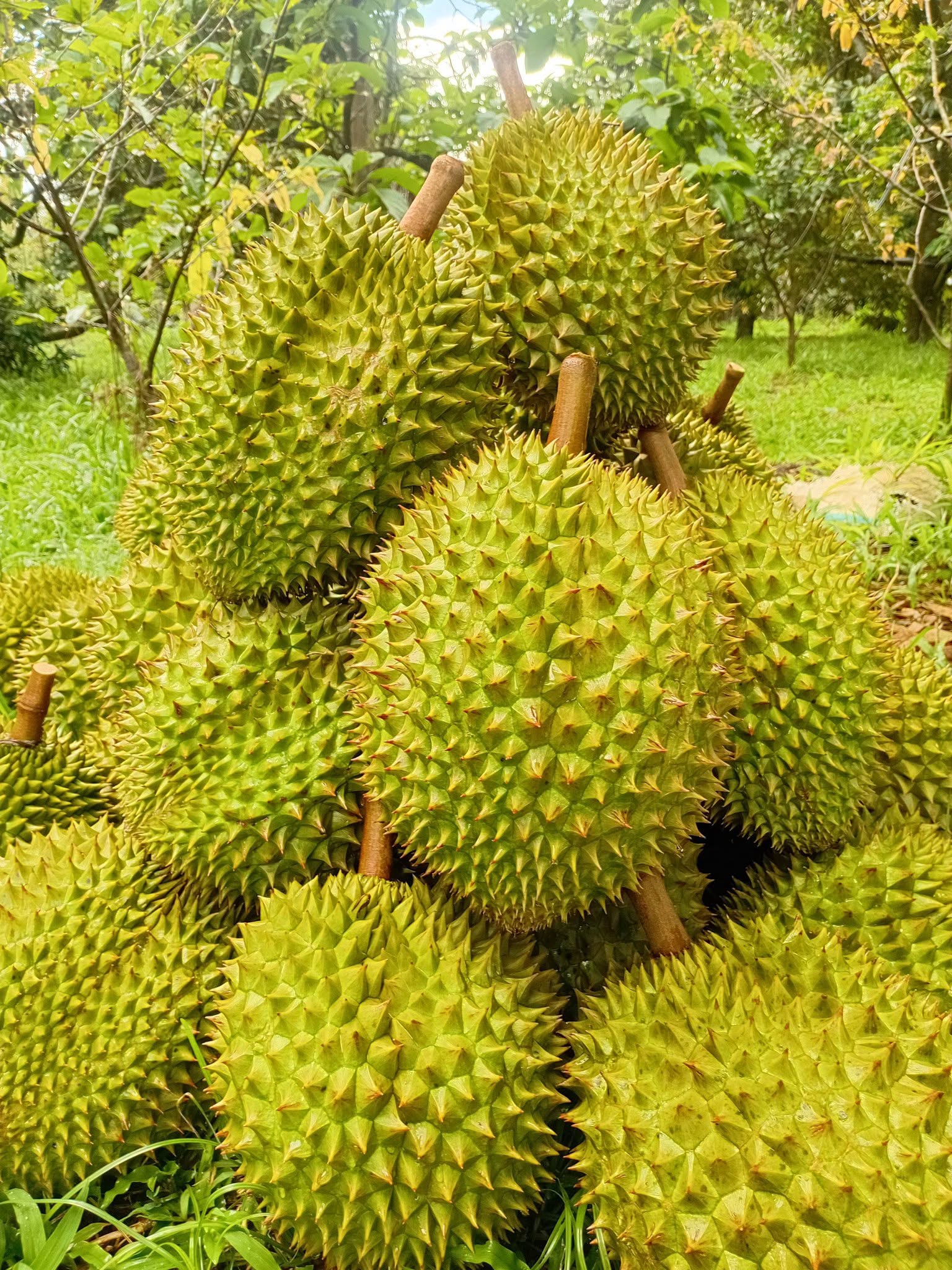 Giá Sầu Riêng Musang King Hôm Nay 18/7/2026 – Bảng Giá Mới Nhất & Xu Hướng Thị Trường