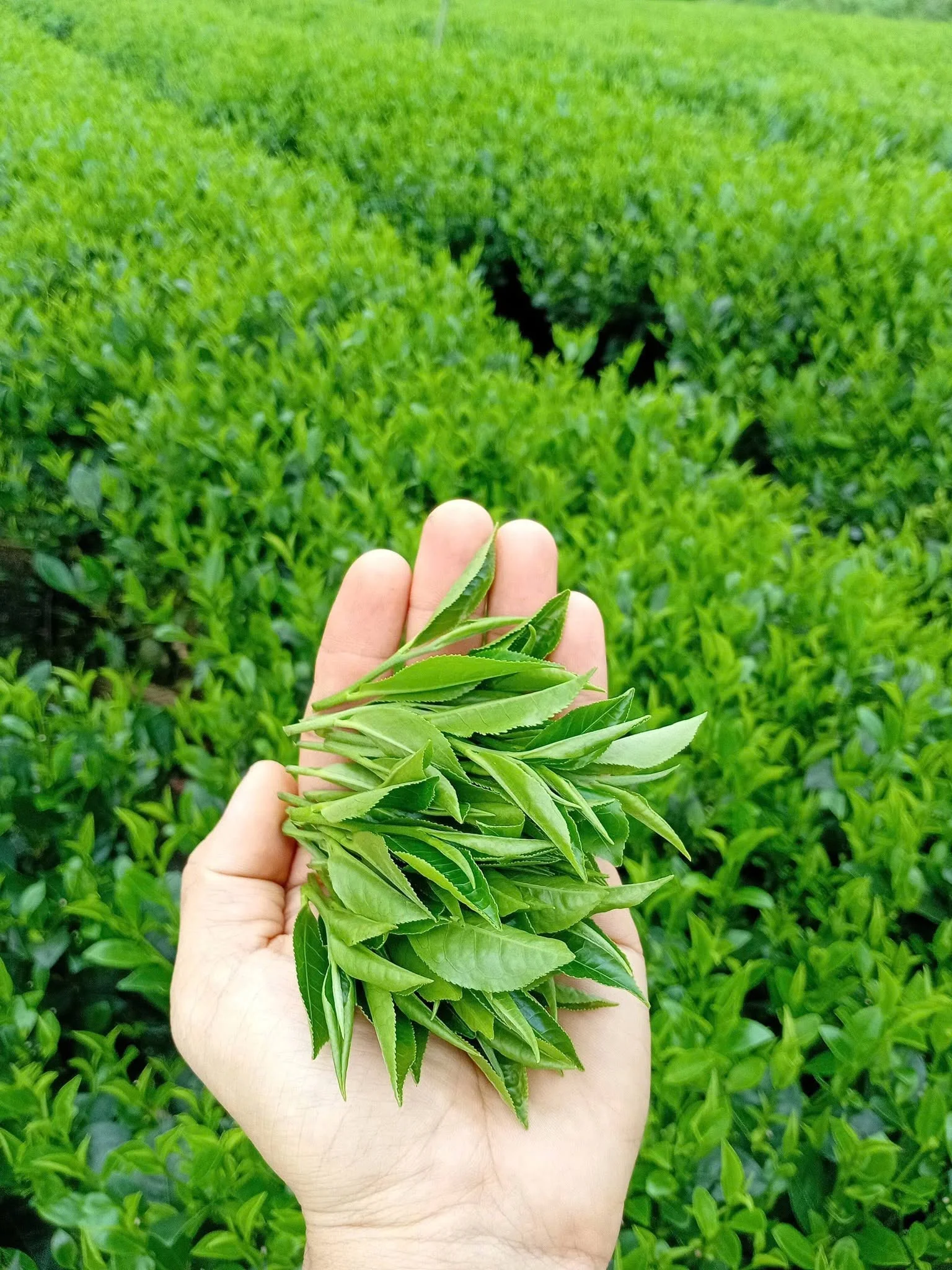 7 Cách Phân Biệt Trà Thái Nguyên Thật Và Giả — Không Bao Giờ Mua Nhầm Nữa