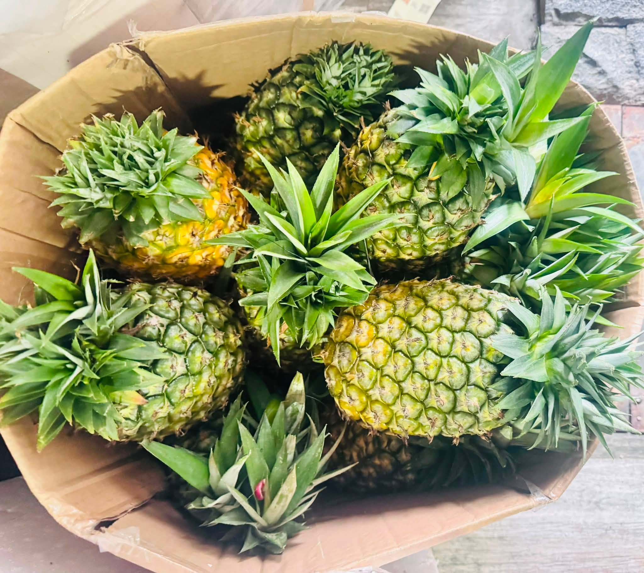 Kỹ Thuật Trồng Dứa Thơm (Queen & Cayen): Hướng Dẫn Chăm Sóc & Thu Hoạch Đạt Năng Suất Cao