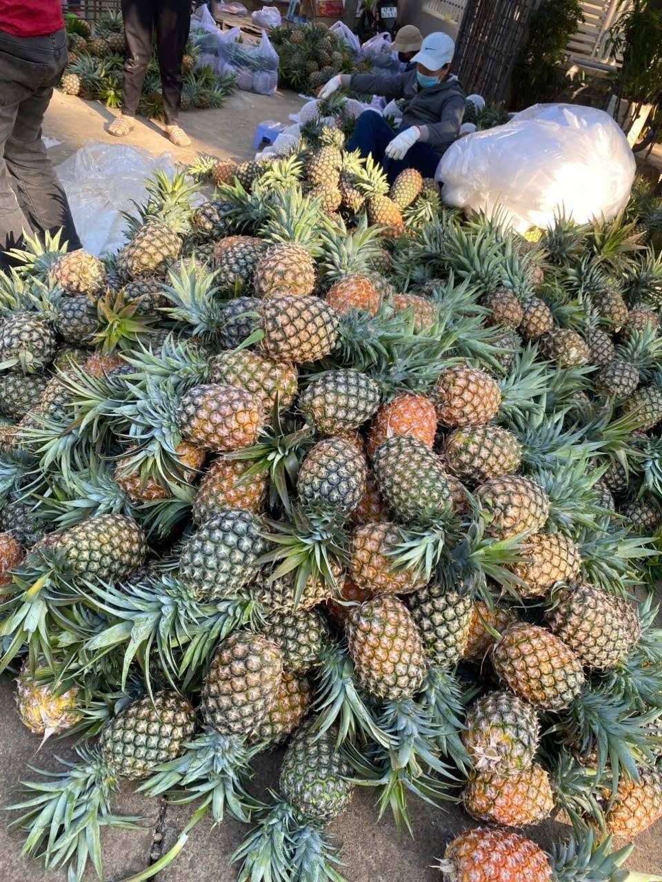 Kỹ Thuật Trồng Dứa Thơm: Queen & Cayen – Chăm Sóc, Thu Hoạch Đạt Năng Suất Cao