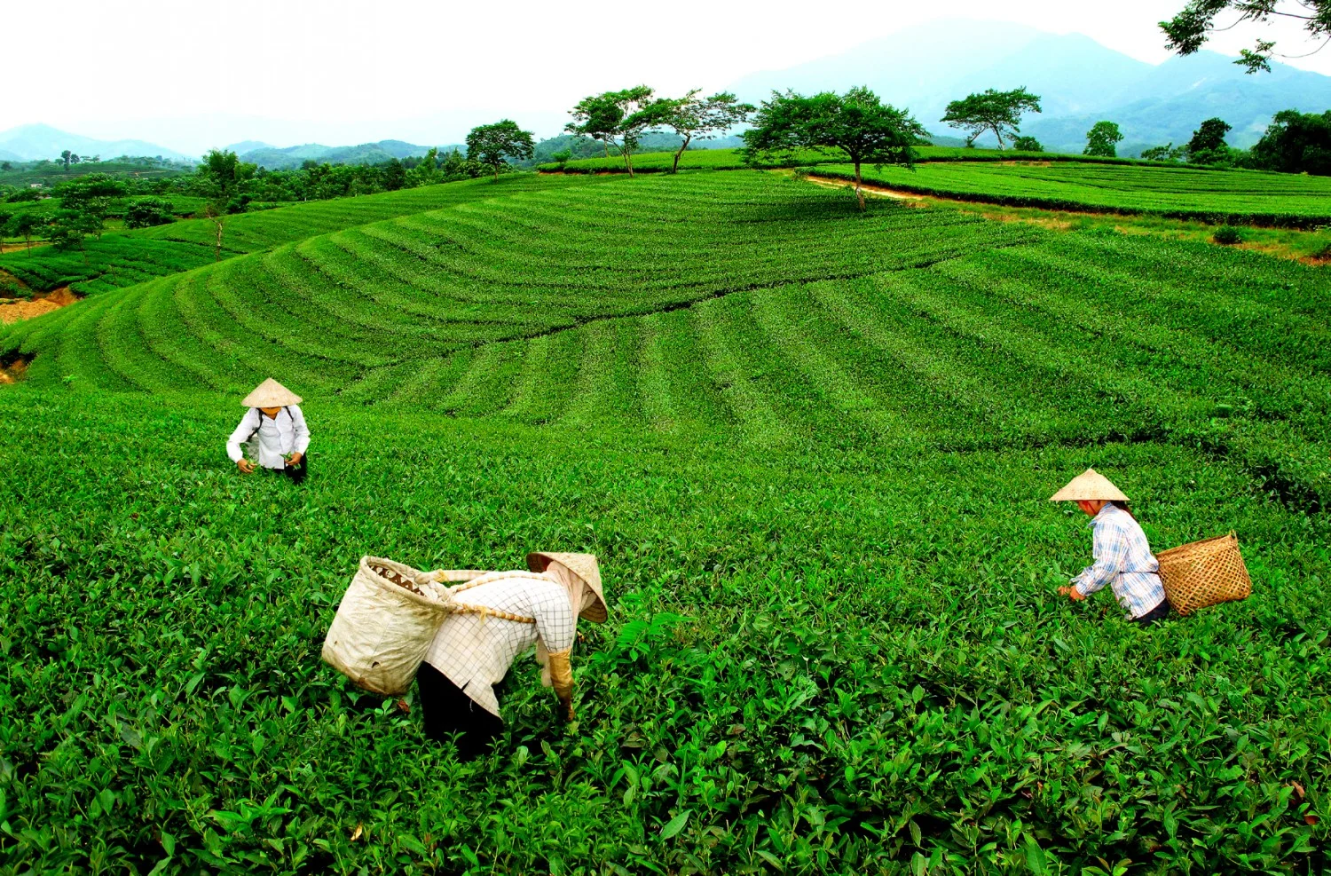 Phân Biệt Trà Móc Câu, Trà Đinh Và Trà Nõn Tôm — Loại Nào Ngon Hơn