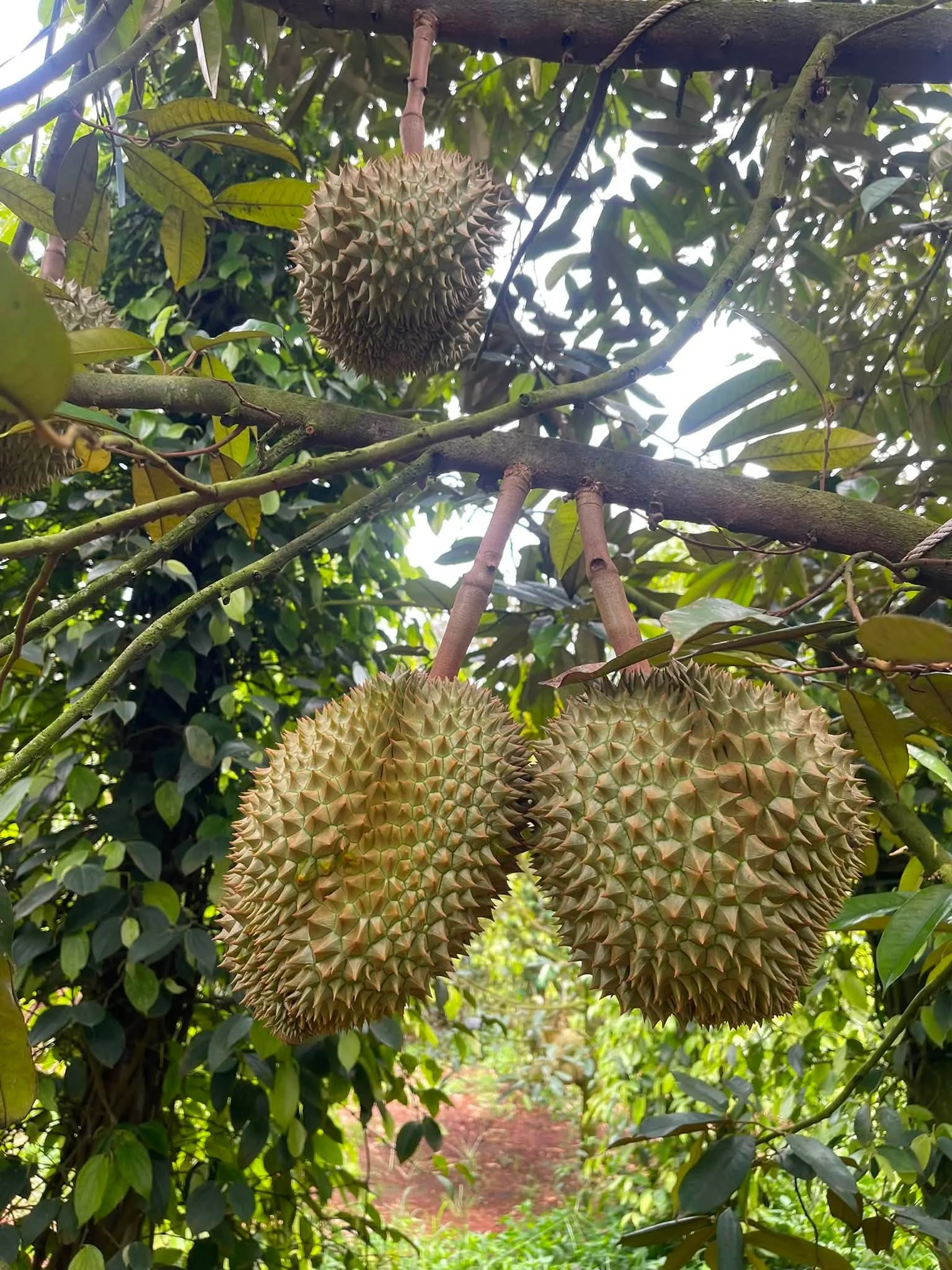 Giá Sầu Riêng Musang King Hôm Nay 23/8/2026 – Bảng Giá Mới Nhất & Dự Báo Thị Trường